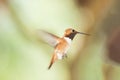 Male Ruby Throated Hummingbird In Flight Royalty Free Stock Photo