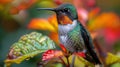 Male Ruby-throated Hummingbird Perched on Colorful Leaves in a Vibrant Autumn Setting