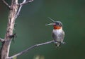 Male Ruby-Throated Hummingbird Perched on Branch