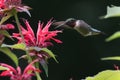 Ruby Throated Hummingbird Royalty Free Stock Photo