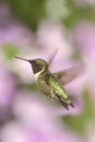 Male Ruby-throated Hummingbird & x28;archilochus colubris& x29; Royalty Free Stock Photo