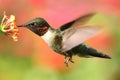Male Ruby-throated Hummingbird & x28;archilochus colubris& x29; Royalty Free Stock Photo