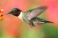 Male Ruby-throated Hummingbird & x28;archilochus colubris& x29; Royalty Free Stock Photo