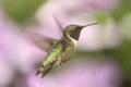 Male Ruby-throated Hummingbird & x28;archilochus colubris& x29; Royalty Free Stock Photo