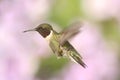 Male Ruby-throated Hummingbird & x28;archilochus colubris& x29; Royalty Free Stock Photo