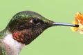 Male Ruby-throated Hummingbird & x28;archilochus colubris& x29; Royalty Free Stock Photo