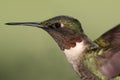 Male Ruby-throated Hummingbird & x28;archilochus colubris& x29;