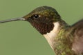 Male Ruby-throated Hummingbird & x28;archilochus colubris& x29; Royalty Free Stock Photo