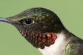 Male Ruby-throated Hummingbird & x28;archilochus colubris& x29; Royalty Free Stock Photo