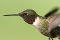Male Ruby-throated Hummingbird & x28;archilochus colubris& x29; Royalty Free Stock Photo