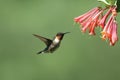 Male Ruby Throated Hummingbird Feeding on Honeysuckle Flowers Royalty Free Stock Photo