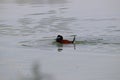 A male ruddy duck in Arizona Royalty Free Stock Photo