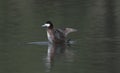 Male ruddy duck in breeding colors Royalty Free Stock Photo