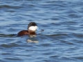 Male Ruddy Duck Royalty Free Stock Photo