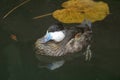 Male Ruddy Duck, Oxyura jamaicensis, close up view Royalty Free Stock Photo