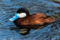 Male Ruddy Duck Royalty Free Stock Photo