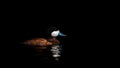 Male Ruddy Duck ( Oxyura Jamaicensis ) Royalty Free Stock Photo