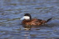 Male Ruddy Duck - San Diego, California