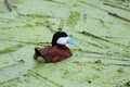 A male Ruddy Duck swims in green algae Royalty Free Stock Photo