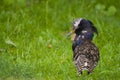 Male ruff