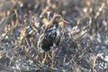 Male Ruff bird in breeding plumage