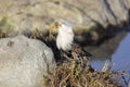 Male Ruff (bird) in breeding plumage stands on the shore of the lake