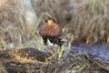 Male Ruff (bird) in breeding plumage