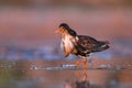 Male ruff Calidris pugnax searching food in the wetlands.