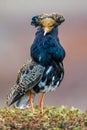 Male Ruff