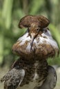 Male ruff. Wading bird in breeding plumage with prominent neck f