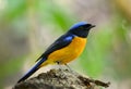 Male Rufous-bellied Niltava (Niltava sundara)