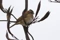 Male Rufous-collared Sparrow sitting on a branch of a bush 1