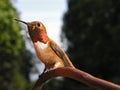 Male Rufous Hummingbird Royalty Free Stock Photo