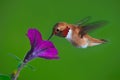 Male rufous Hummingbird Royalty Free Stock Photo