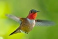 Male rufous Hummingbird Royalty Free Stock Photo