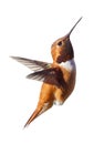 A male Rufous Hummingbird caught looking up while flying isolated with a white background