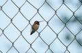 Male Rufous Hummingbird on Chain Link Fence