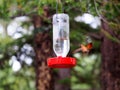 A Fiesty Rufous Hummingbird Flashes His Tail Feathers. Keep away! Royalty Free Stock Photo