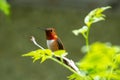 Male Rufous hummingbird perching on the branch. Royalty Free Stock Photo