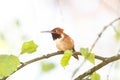 Male rufous hummingbird Royalty Free Stock Photo
