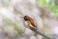 Male rufous hummingbird