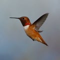 Male Rufous Hummingbird Royalty Free Stock Photo