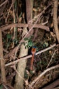 Male Rufous Madagascar paradise flycatcher terpsiphone mutata perching in a green tree, Madagascar