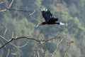 A male rufous-necked hornbill or Aceros nipalensis observed in Latpanchar in West Bengal, India