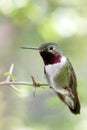 Male Rufus Hummingbird perched Royalty Free Stock Photo