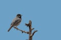 A male Ruppell`s Warbler, RÃÂ¼ppell`s warbler, Sylvia ruppelli. Greece. Royalty Free Stock Photo