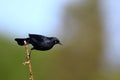 Male Rusty Blackbird