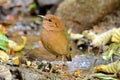 Male rusty-naped pitta Royalty Free Stock Photo