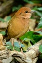 Male rusty-naped pitta Royalty Free Stock Photo