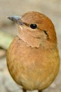 Male rusty-naped pitta Royalty Free Stock Photo